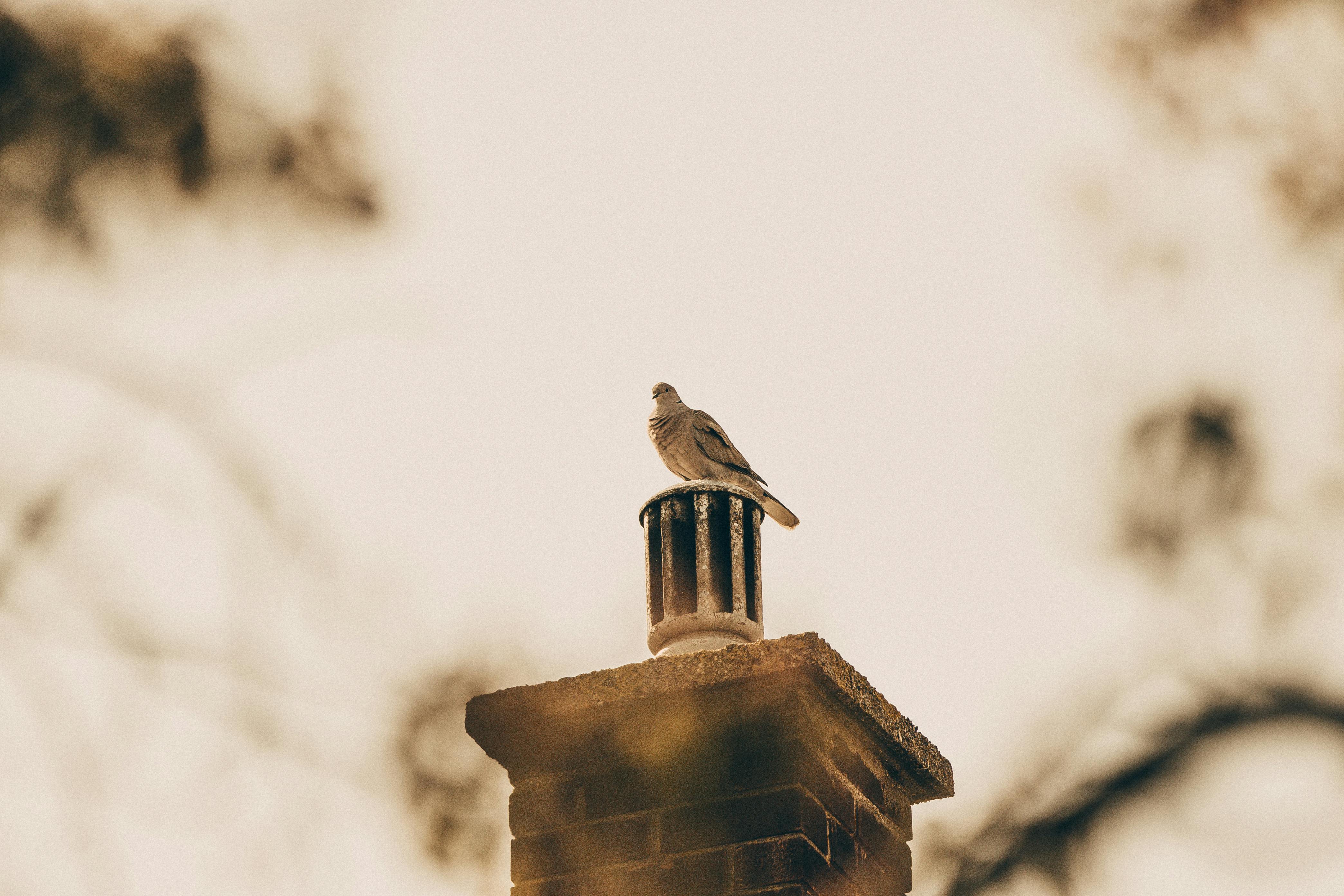 Expert Chimney Cap Installation in Country Club, Florida
